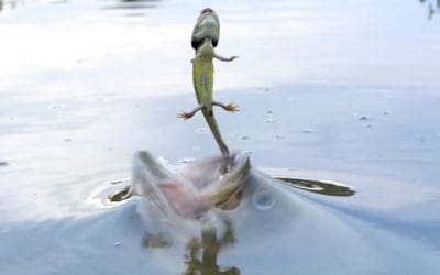 Largemouth Bass Strike Waterdogs in Slow Motion