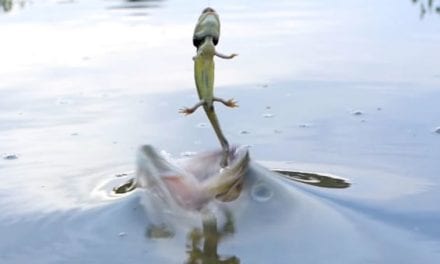 Largemouth Bass Strike Waterdogs in Slow Motion