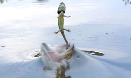 Largemouth Bass Strike Waterdogs in Slow Motion
