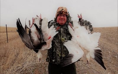 Let No One Tell You Snow and Ross’s Geese Aren’t Delicious!
