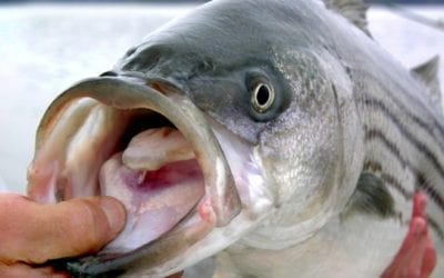 New Jersey Striper Fishing Rules Adjusted to Include Slot Limits