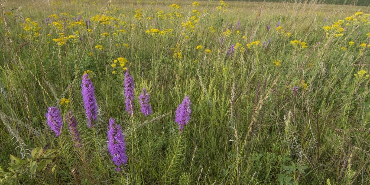 Our Family Prairie