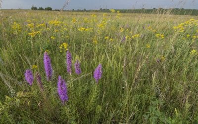 Our Family Prairie