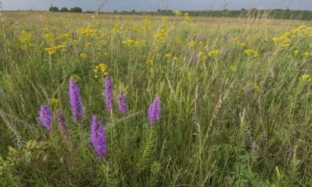 Our Family Prairie