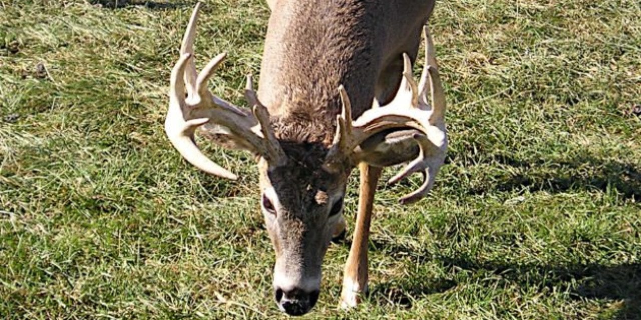 Pennsylvania is Pushing for More CWD Defense