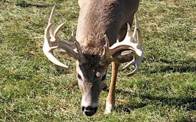 Pennsylvania is Pushing for More CWD Defense