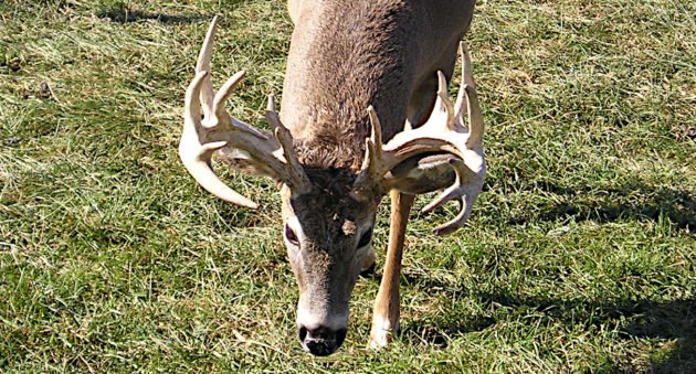 Pennsylvania CWD