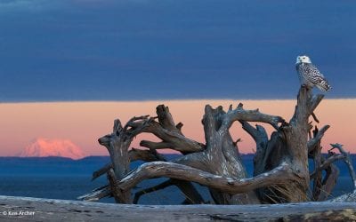 Photo Of The Day By Ken Archer
