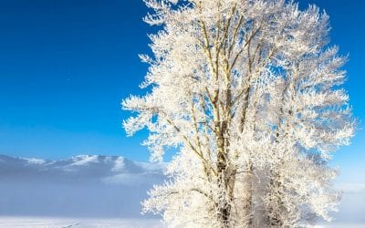 Photo Of The Day By Mary Schmidt