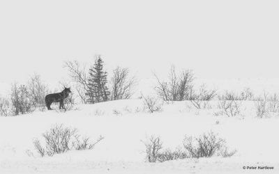 Photo Of The Day By Peter Hartlove