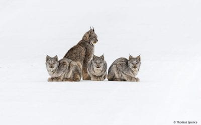 Photo Of The Day By Thomas Spence