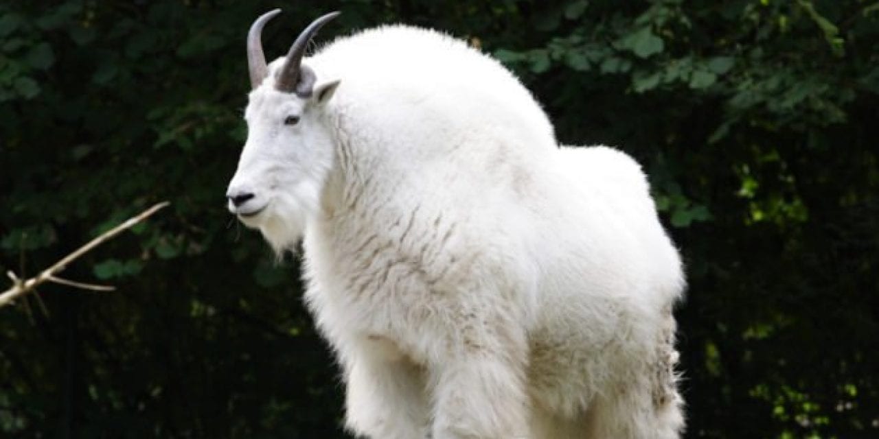 Pope & Young Certifies New World Record Rocky Mountain Goat