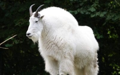 Pope & Young Certifies New World Record Rocky Mountain Goat