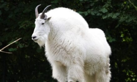 Pope & Young Certifies New World Record Rocky Mountain Goat
