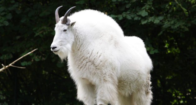 World Record Rocky Mountain Goat