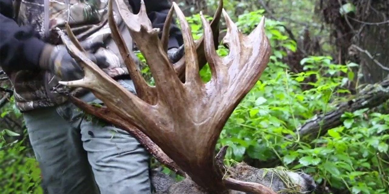 Remember the Largest Free-Range Whitetail Ever Harvested on Camera?