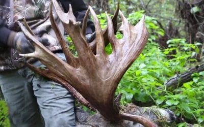 Remember the Largest Free-Range Whitetail Ever Harvested on Camera?