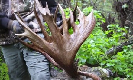 Remember the Largest Free-Range Whitetail Ever Harvested on Camera?