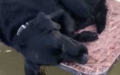 Sleepy Duck Dog Wakes Up in Marsh