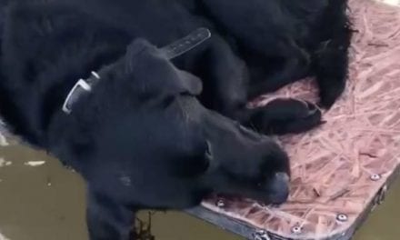 Sleepy Duck Dog Wakes Up in Marsh