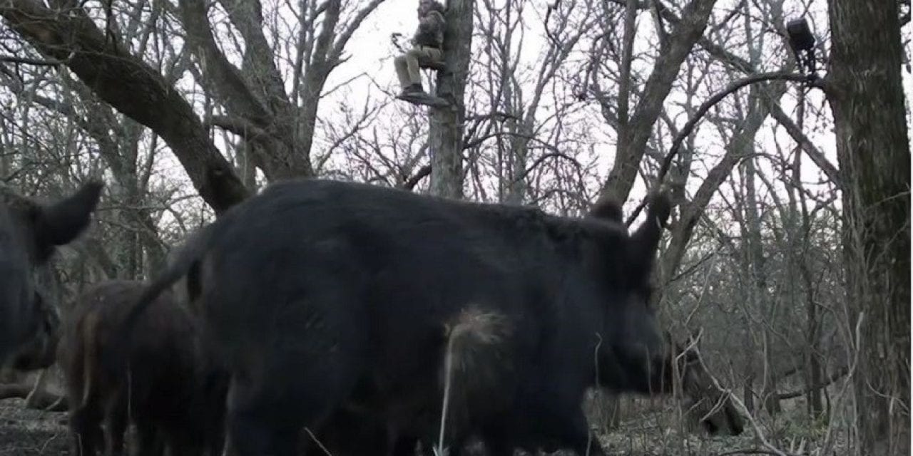 Texas Hunter Captures Reverse-Angle Footage of Shot on Hog