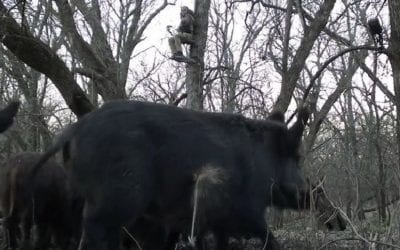 Texas Hunter Captures Reverse-Angle Footage of Shot on Hog