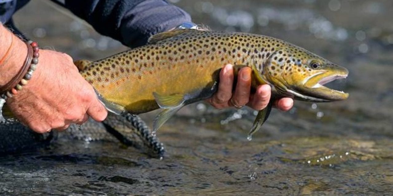 The Universal Guide to All the Trout Species in the United States