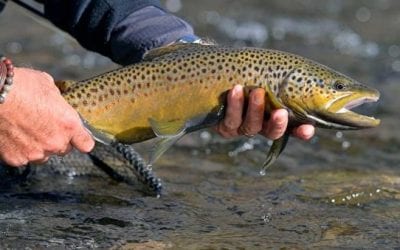 The Universal Guide to All the Trout Species in the United States