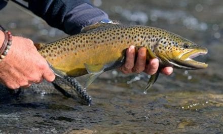 The Universal Guide to All the Trout Species in the United States