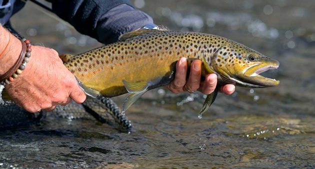 Trout Species In The United States