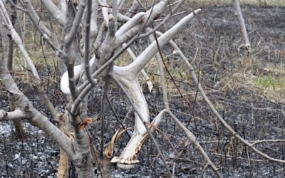 These States All Have Shed Hunting Regulations You Need to Know