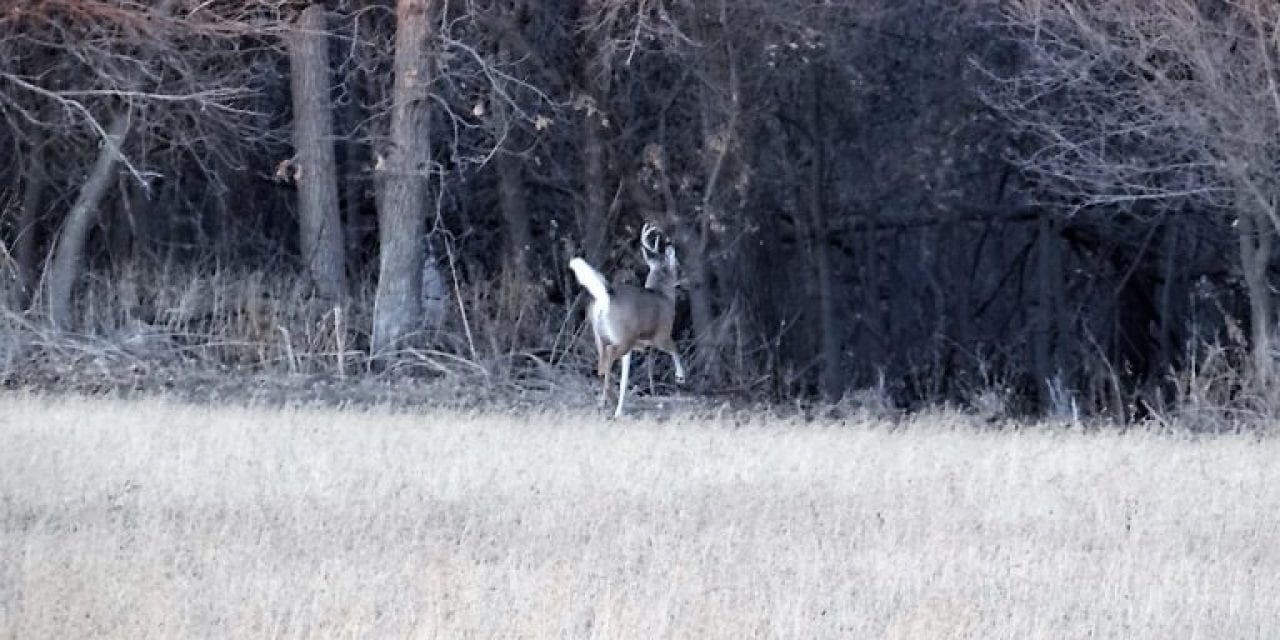 Think Like a Buck to Find Shed Deer Antlers