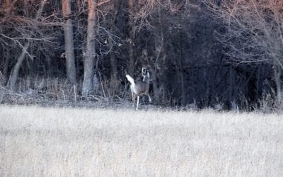 Think Like a Buck to Find Shed Deer Antlers