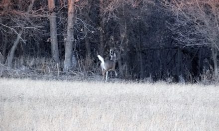 Think Like a Buck to Find Shed Deer Antlers