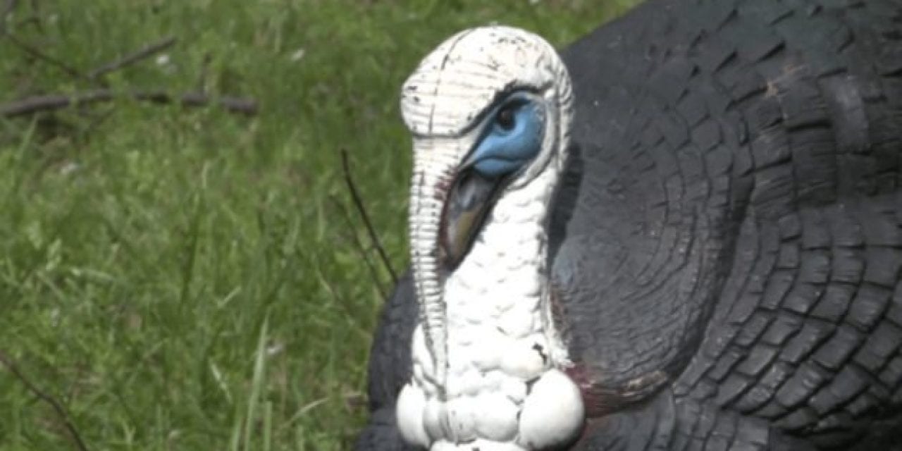This Turkey Decoy Strategy Will Help Anyone Tag Out