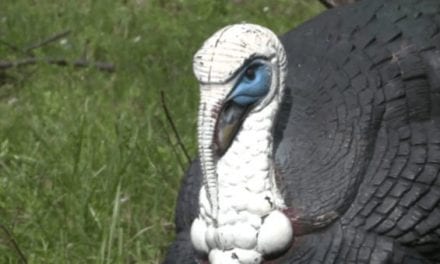 This Turkey Decoy Strategy Will Help Anyone Tag Out