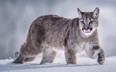 Utah Bill Opens Up More Lion and Bear Hunting to Protect Deer
