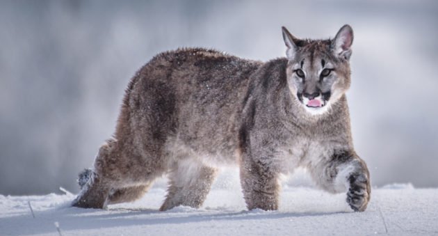 Mountain Lion and Bear Utah