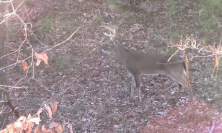 Watch This Guy Bag a Big Buck With a Glock 10mm