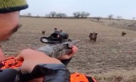 Wild Boar Hunting: Make the Shot or Pay the Price