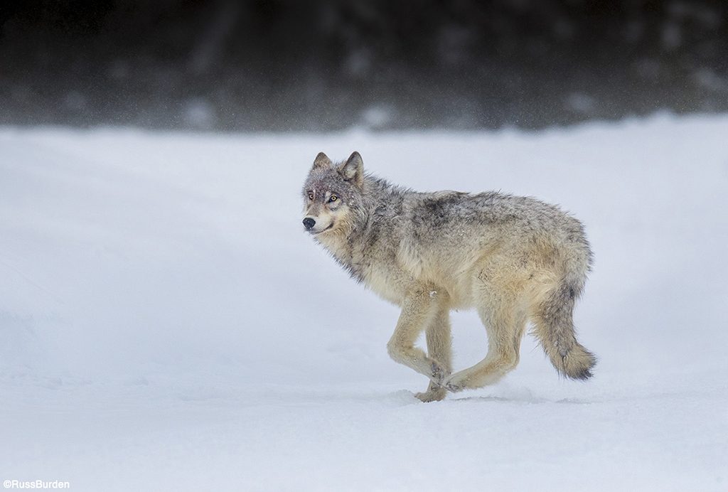 Wildlife in the snow