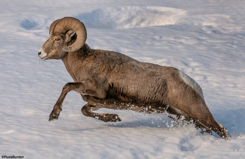 Wildlife in the snow