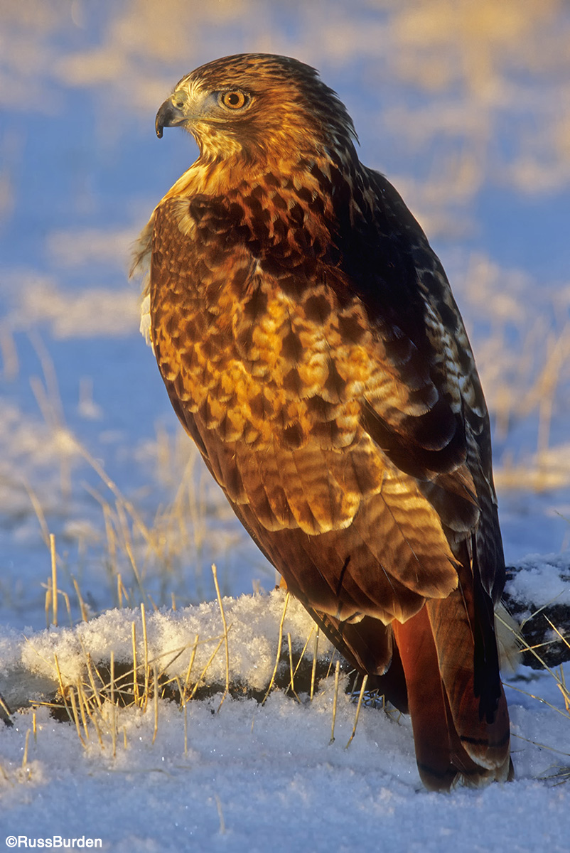 Wildlife in the snow