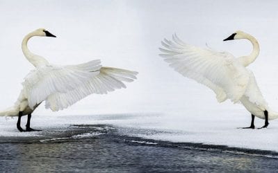 Wildlife In The Snow
