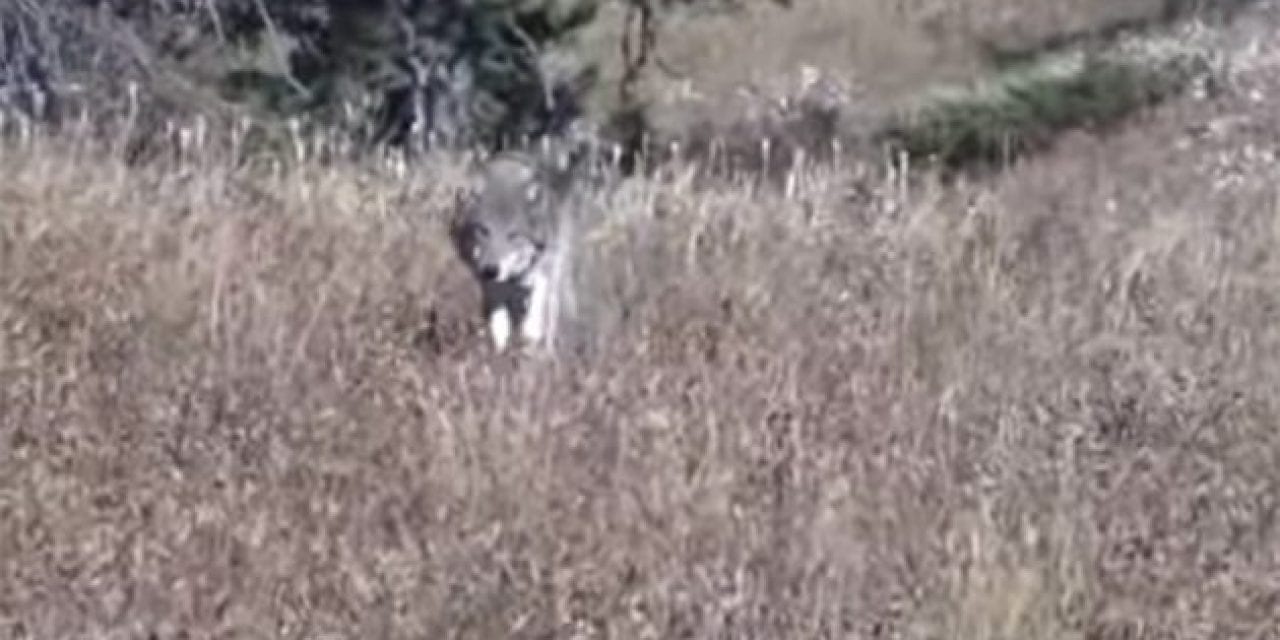 Wolves Completely Surround Group of Elk Hunters