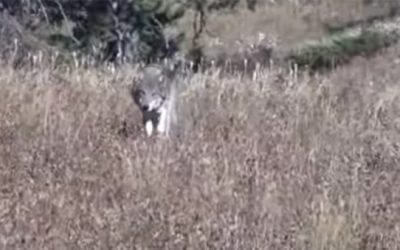 Wolves Completely Surround Group of Elk Hunters