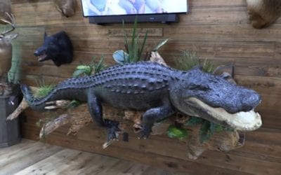 13-foot, 1,100-Pound Alligator Needs a Whole Wall for the Mount
