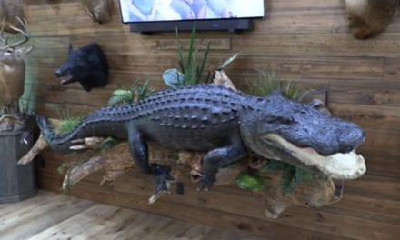 13-foot, 1,100-Pound Alligator Needs a Whole Wall for the Mount