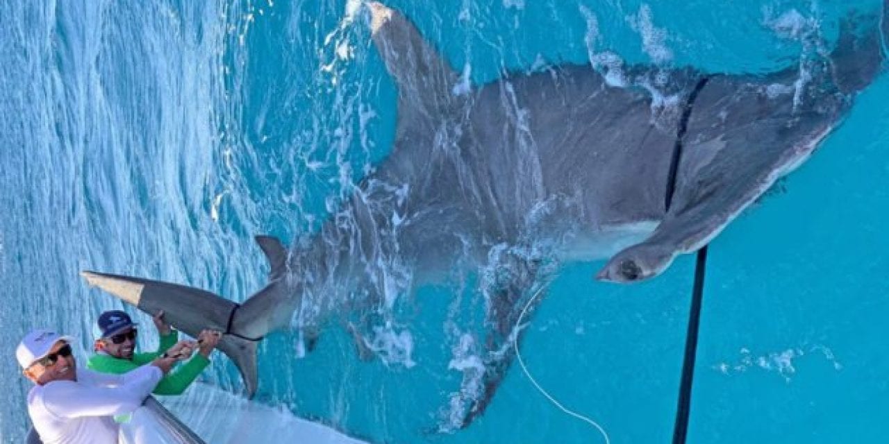 14-Foot Hammerhead Shark Big Enough to Be a World Record