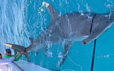 14-Foot Hammerhead Shark Big Enough to Be a World Record